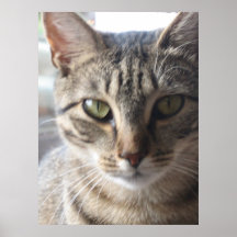 Waiting for a home poster