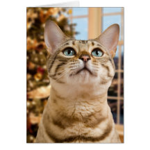 Waiting for Santa Cards