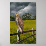Waiting for the Storm - Red tail Hawk Posters