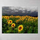 Waiting,sunflowers, Print