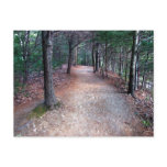 Walden Pond Trail Postcard