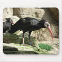 Waldrapp ibis Black Feathered Bird Mousepad
