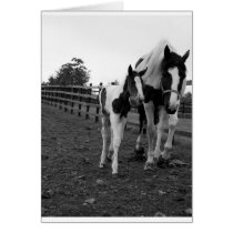 walk by the fence cards