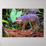WALK IN THE WILD SIDE posters