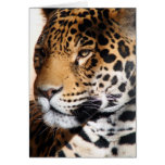 Walk on the Wild Side cards