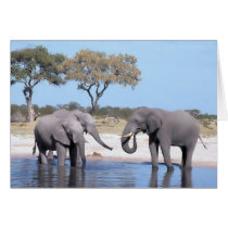 Walk on the Wild Side - Elephants Greeting Card