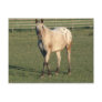 Walking Appaloosa Postcards