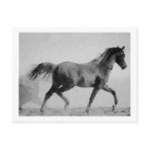 Walking Horse Black & White Postcard