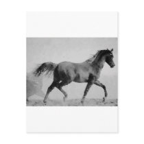 Walking Horse Black & White Post Card