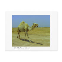 Walking the long road - Camel on Failaka Island