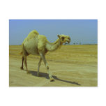 Walking the long road - Camel on Failaka Island