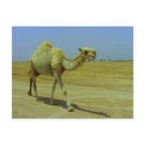 Walking the long road - Camel on Failaka Island