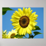 Wall Art Sunflowers Art Prints Blue Sky Canvas