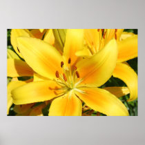 Wall Decor Posters