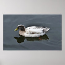 Wall Decor Poster