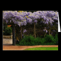 Wall of Wisteria cards