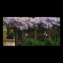 Wall of Wisteria photo cards