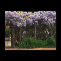 Wall of Wisteria postcards
