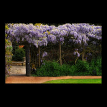Wall of Wisteria posters