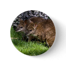 Wallabies