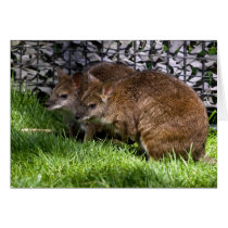 Wallabies