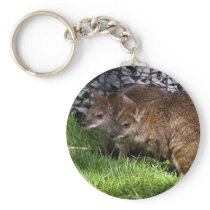 Wallabies