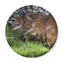 Wallabies