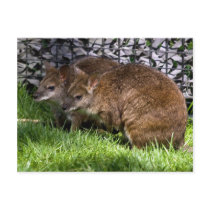 Wallabies