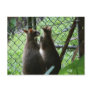 Wallabies Post Card