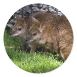 Wallabies