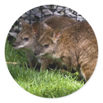 Wallabies