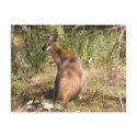 Wallaby postcards