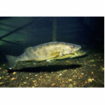Walleye photo sculptures