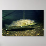 Walleye Posters