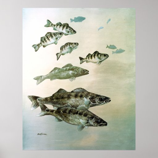 walleye yellow perch and pike canvas print
