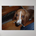 Wally, the Bassett