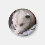 Wally The Opposum Fridge Magnets