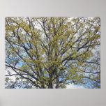 Walnut Tree Poster