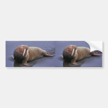 Walrus at Togiak National Wildlife Refuge Bumper Sticker