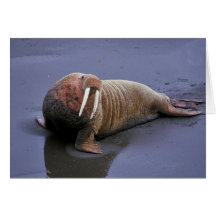 Walrus at Togiak National Wildlife Refuge Greeting Cards