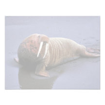 Walrus at Togiak National Wildlife Refuge Invitations