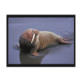 Walrus at Togiak National Wildlife Refuge Postcard