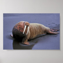 Walrus at Togiak National Wildlife Refuge Print