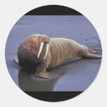 Walrus at Togiak National Wildlife Refuge Stickers