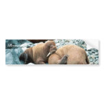 Walrus Bumper Stickers