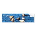 Walrus Bumper Sticker