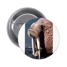 Walrus Buttons