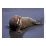 Walrus Greeting Cards