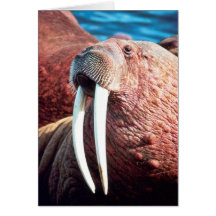 Walrus Card