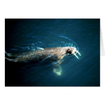 Walrus Cards